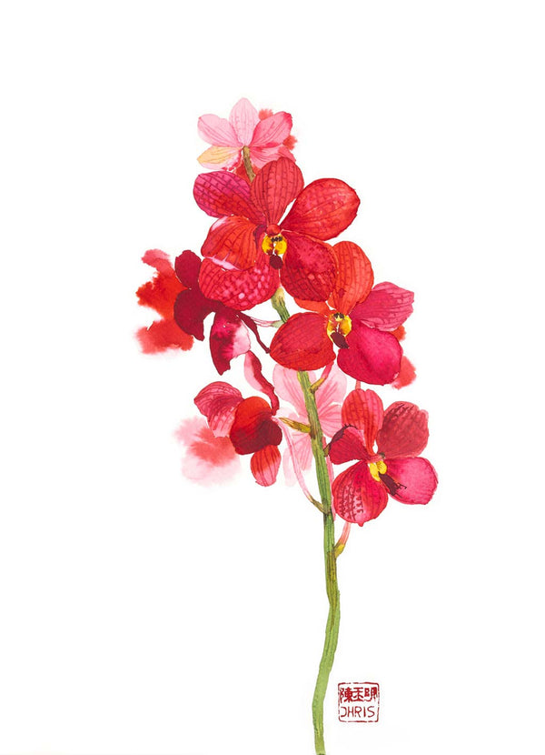 Orchid / Chris Chun