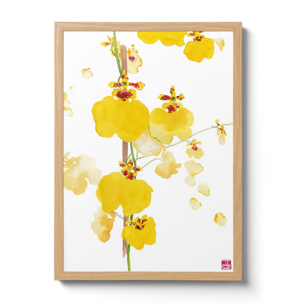 Orchid - n. 05 Oncidium Sweet Sugar