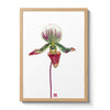 Orchid - n. 01 Paphiopedilum Callosum
