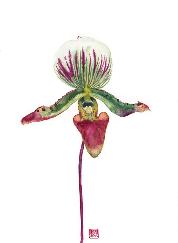 Orchid / Chris Chun