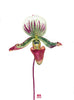 Orchid / Chris Chun