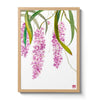 Orchid - n. 04 Rhynchostylis Retusa