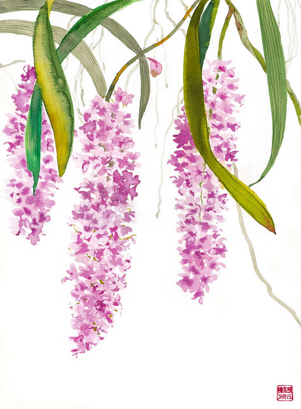 Orchid / Chris Chun