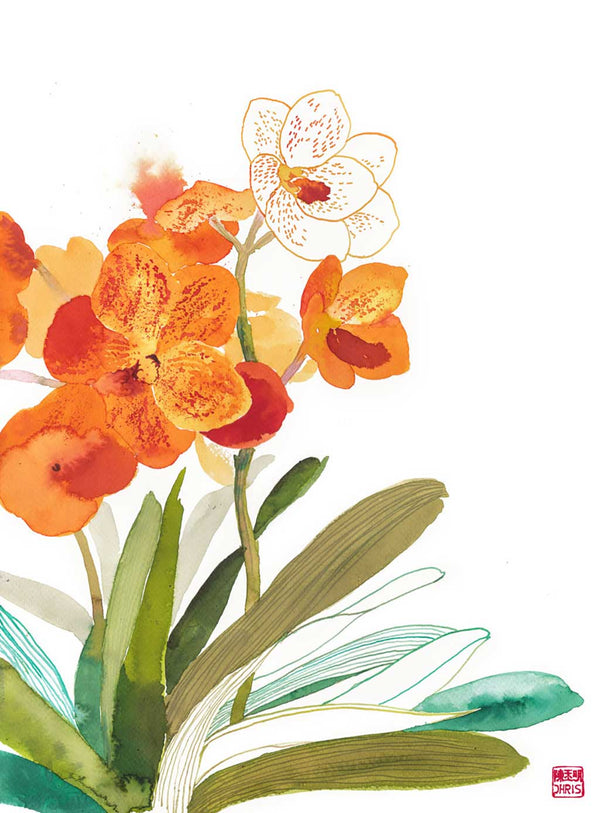 Orchid / Chris Chun
