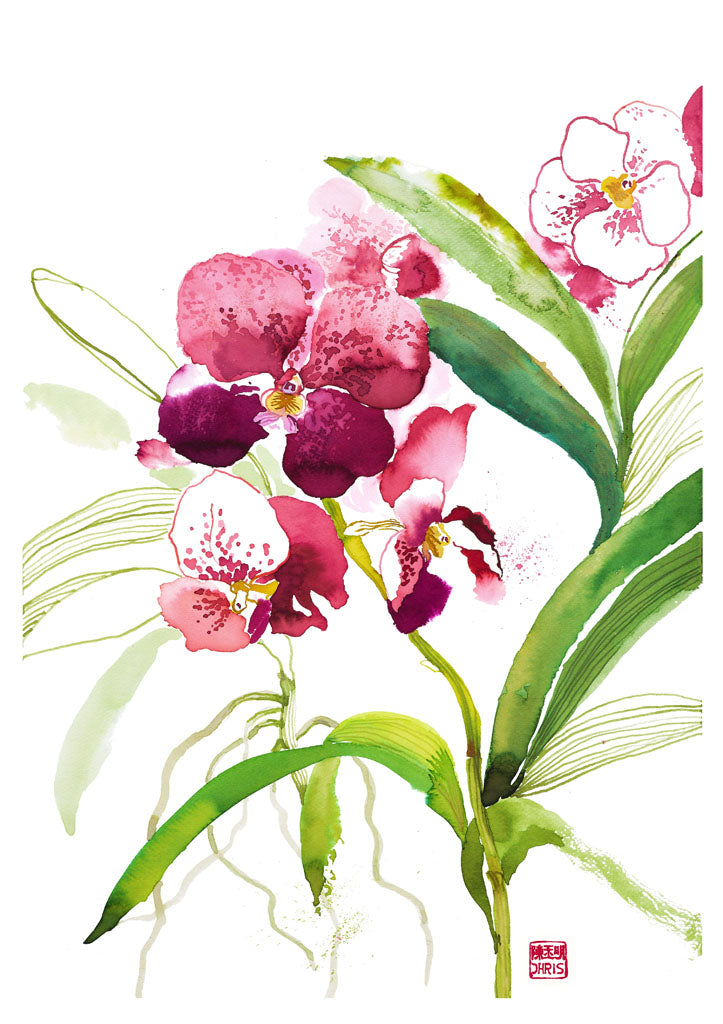 Orchid / Chris Chun