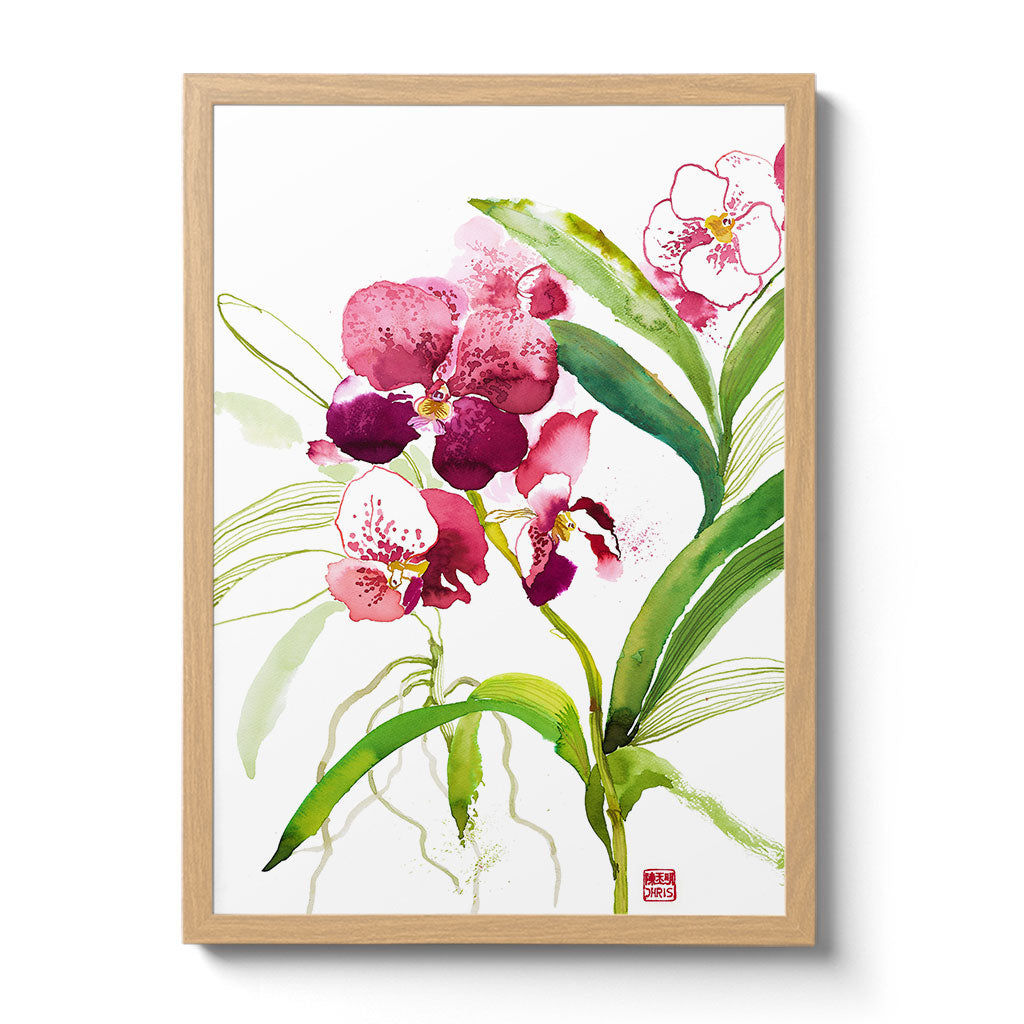 Orchid - n. 21 Orchidaceae
