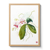 Orchid - n. 25 Phalaenopsis