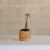 Porcupine Basket