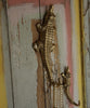 Chewy Crocodile Hook