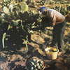 Sicilian Cactus | Ortigia Sicilia