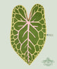 John Derian African Mask Leaf Rug