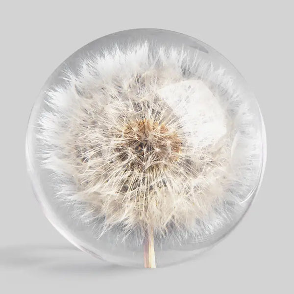 Botanical Paperweight - Dandelion
