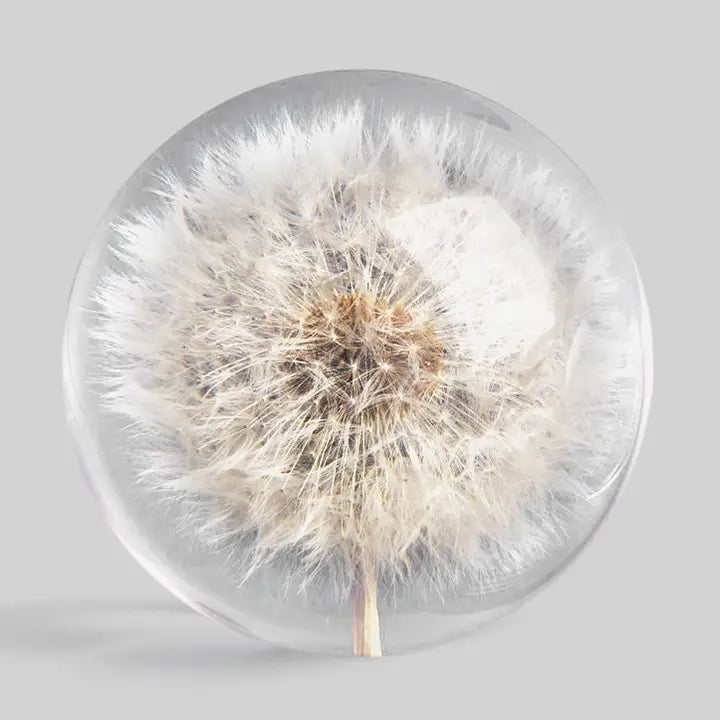 Botanical Paperweight - Dandelion