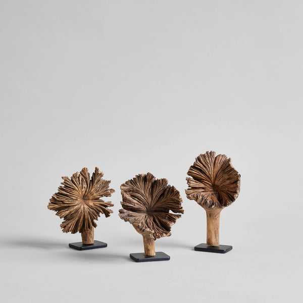 rare wood flower at details by mr k vancouver