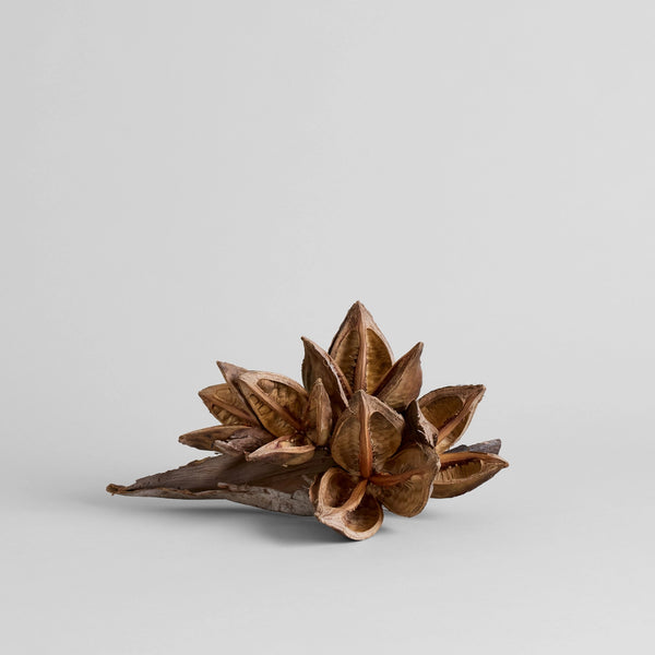 Object - Dried Star Pods