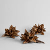 Object - Dried Star Pods