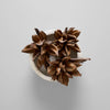 Object - Dried Star Pods