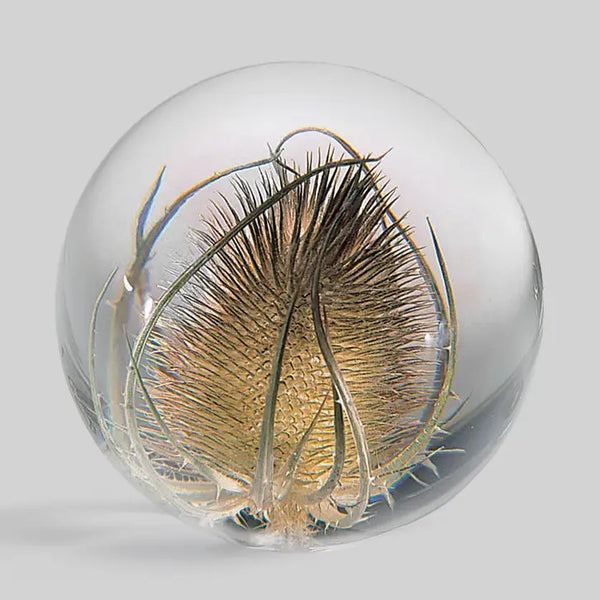 Botanical Paperweight - Teasel