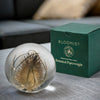 Botanical Paperweight - Teasel
