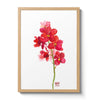 Orchid - n. 03 Red Gem