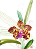 Orchid / Chris Chun