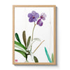 Orchid - n. 10 Vanda Sansai Blue