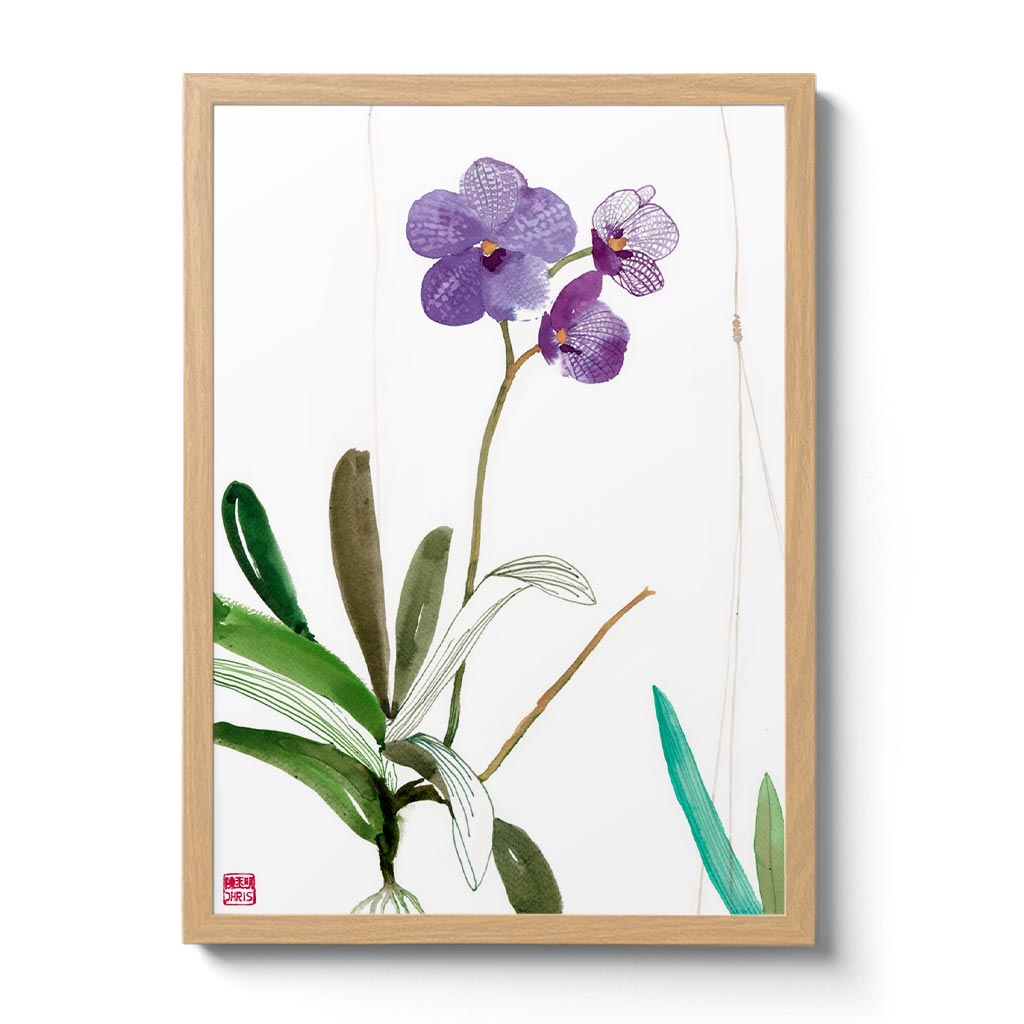 Orchid - n. 10 Vanda Sansai Blue